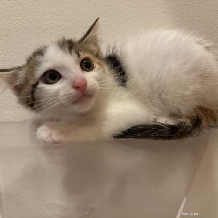 猫の里親募集】東京都・雑種・♡きれいな三毛猫ちゃん♡（ID:2607