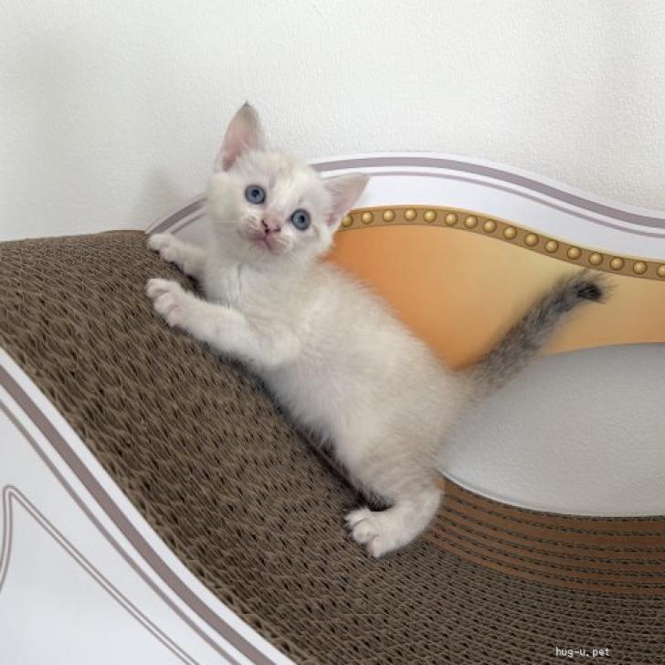 シャムちゃん 猫の里親募集】東京都・雑種・♡ふわふわシャムちゃん♡（ID:2609