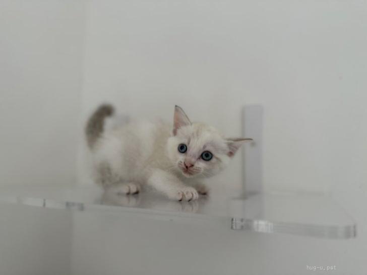 猫の里親募集】東京都・雑種・♡ふわふわシャムちゃん♡（ID:2609