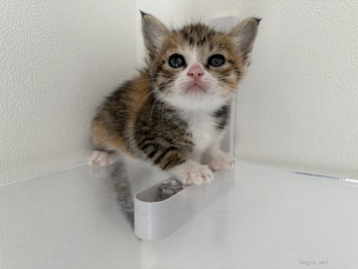 猫の里親募集】東京都・雑種・♡かわいい三毛猫ちゃん♡（ID:2506
