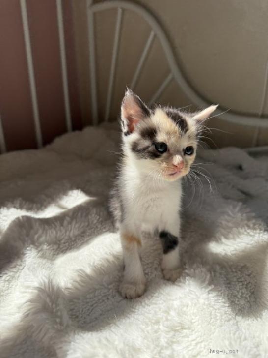猫の里親募集】東京都・雑種・♡珍しく三毛猫ちゃん♡（ID:2606-01015