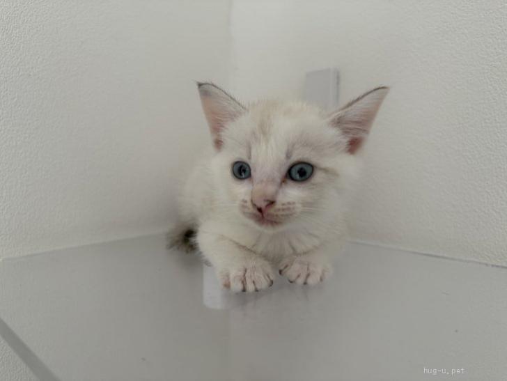 猫の里親募集】東京都・雑種・♡ふわふわシャムちゃん♡（ID:2609