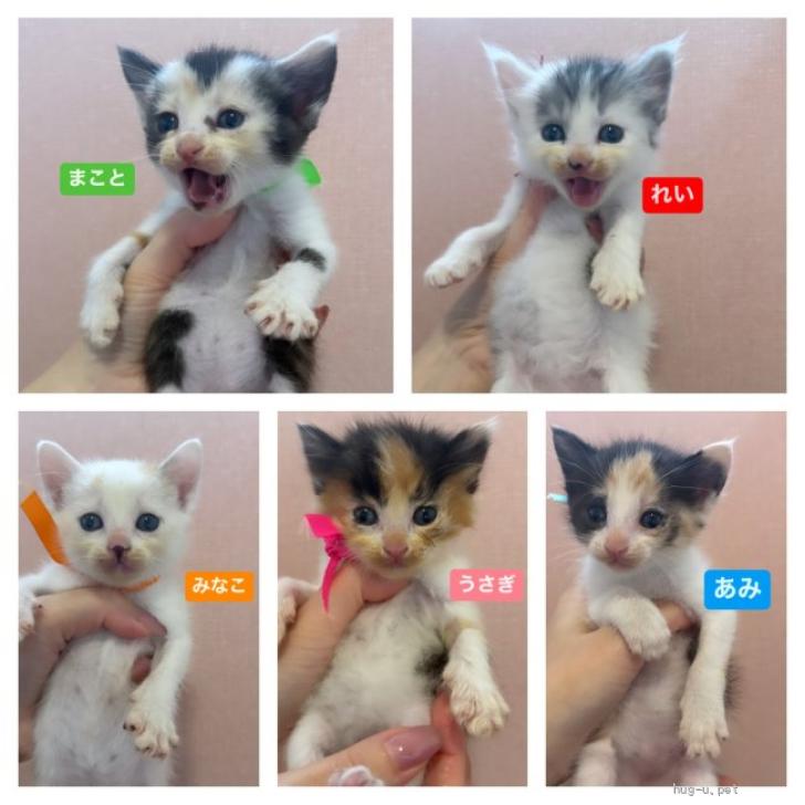猫の里親募集】東京都・雑種・♡珍しく三毛猫ちゃん♡（ID:2606-01015