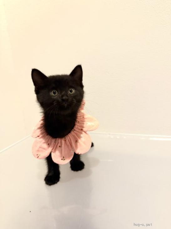猫の里親募集】東京都・雑種・♡愛嬌抜群の黒猫ちゃん♡（ID:2506