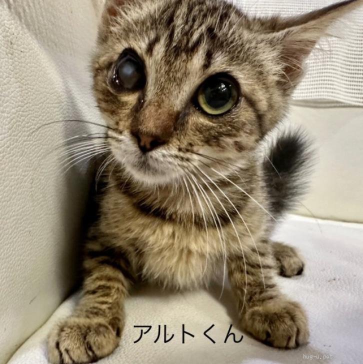 猫の里親募集】岡山県・雑種・かわいいお目めのアルトくん（ID:2311