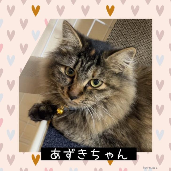 猫の里親募集】岐阜県・雑種・おっとりふわふわ❤️あずきちゃん（ID