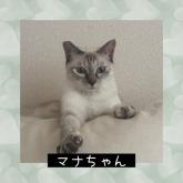 雑種