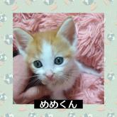 雑種