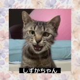 雑種