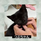雑種