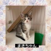 雑種