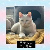 雑種