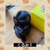 雑種
