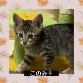 雑種