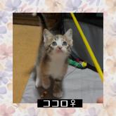 雑種