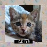 雑種