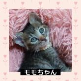 雑種