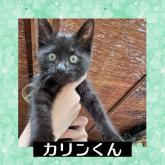 雑種