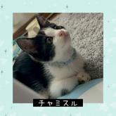 雑種