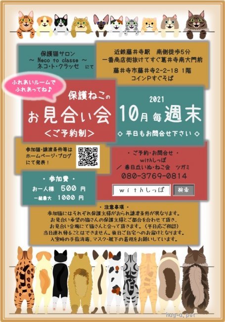 猫の里親募集】大阪府・雑種・藤井寺ほご猫お見合い会参加猫きーちゃん