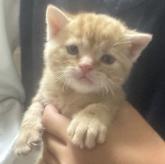 スコティッシュフォールド