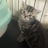 アメリカンショートヘア