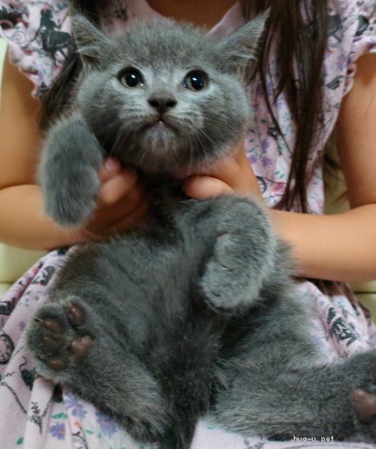 猫の里親募集】大阪府・ブリティッシュショートヘア・スコティッシュ