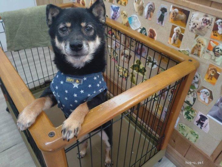 犬の里親募集】奈良県・柴犬・サラちゃん（ID:2305-01368）｜ハグー -みんなのペット里親情報