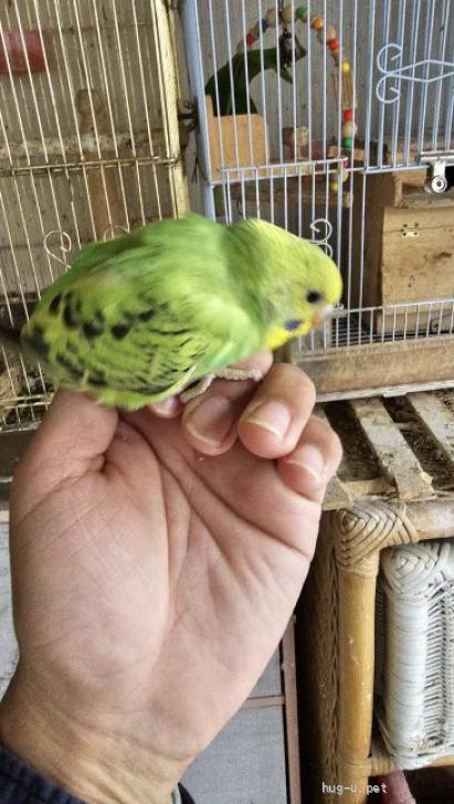 鳥のカゴ インコ 東京東部、千葉無料配送 - かご/おり