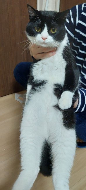 猫の里親募集】青森県・雑種・イケメン白黒ハチワレ猫✨✨（ID:2204-00379）｜ハグー -みんなのペット里親情報