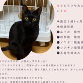雑種