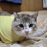 雑種