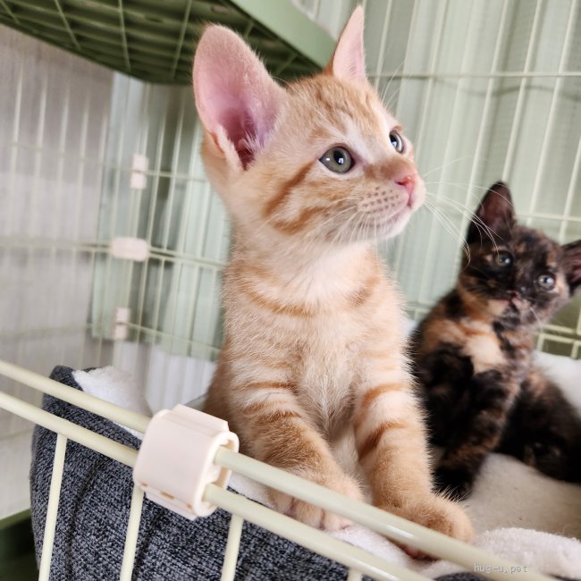 猫の里親募集】福岡県・雑種・珍しい茶トラの女の子♪（ID:2305-00614