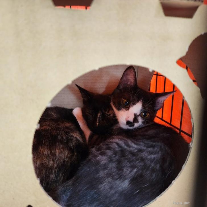 猫の里親募集】千葉県・雑種・甘えん方の黒虎ハチワレ《四季ちゃん