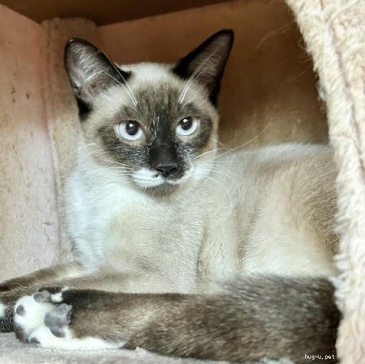 猫の里親募集】埼玉県・雑種・青め シャムミックス カランちゃん8カ月