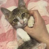 雑種