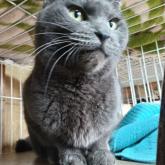 ロシアンブルー