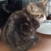 雑種
