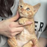 雑種