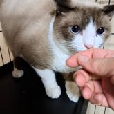 雑種