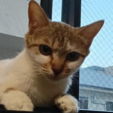 猫 × 三毛の里親募集一覧｜ハグー -みんなのペット里親情報
