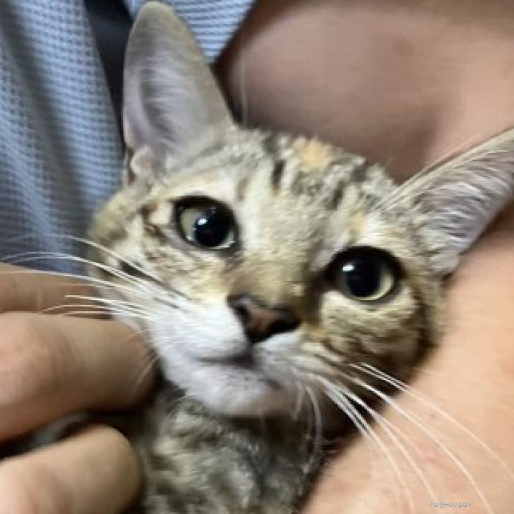 猫の里親募集】東京都・雑種・額にオレンジの模様希少な”麦わら猫