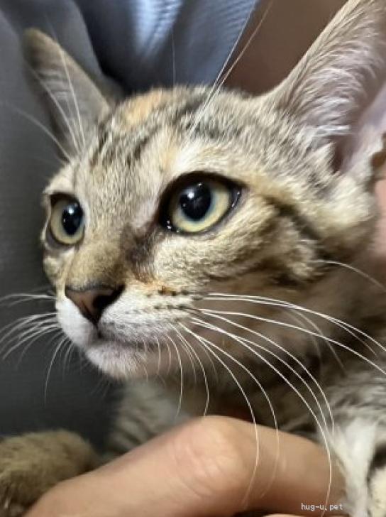 猫の里親募集】東京都・雑種・額にオレンジの模様希少な”麦わら猫