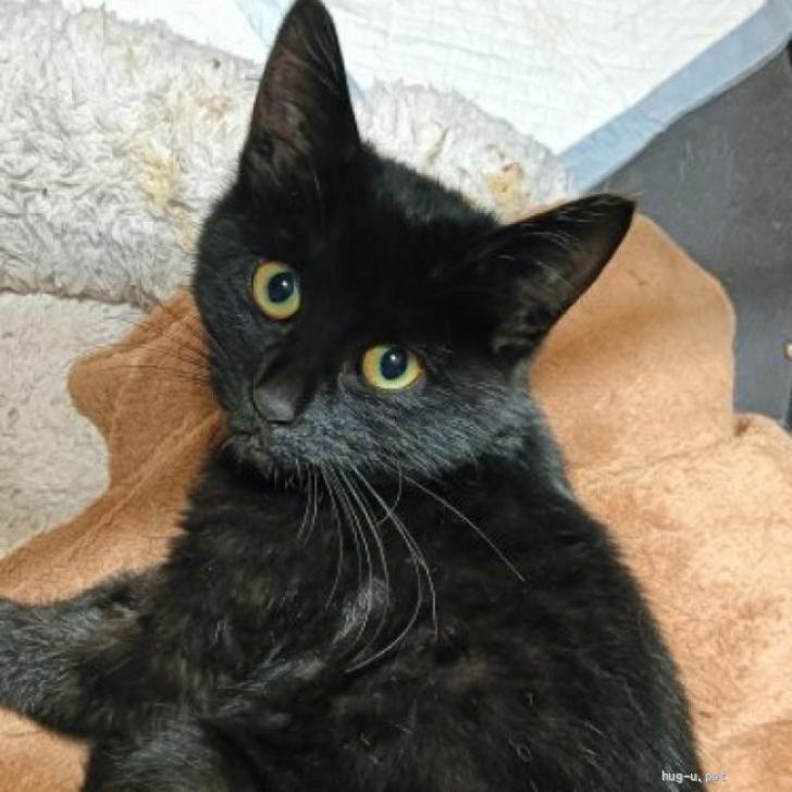 猫の里親募集】東京都・雑種・クロネコ 女の子 3ヶ月。 とても人