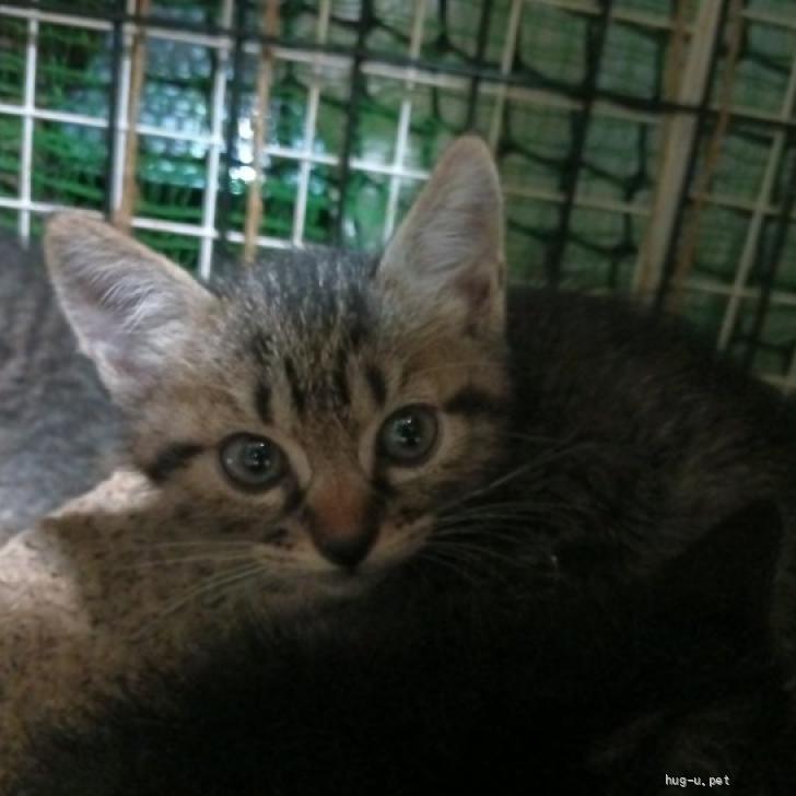 猫の里親募集】東京都・雑種・縞模様のないソリッド キジトラ 姉妹1