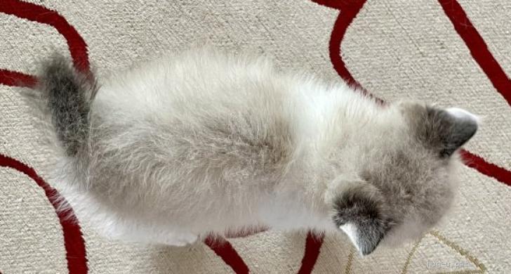 猫の里親募集】茨城県・雑種・ラグドールMIXふわふわ長毛♂6週子猫（ID