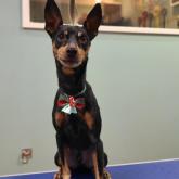 ミニチュアピンシャー