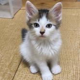 雑種