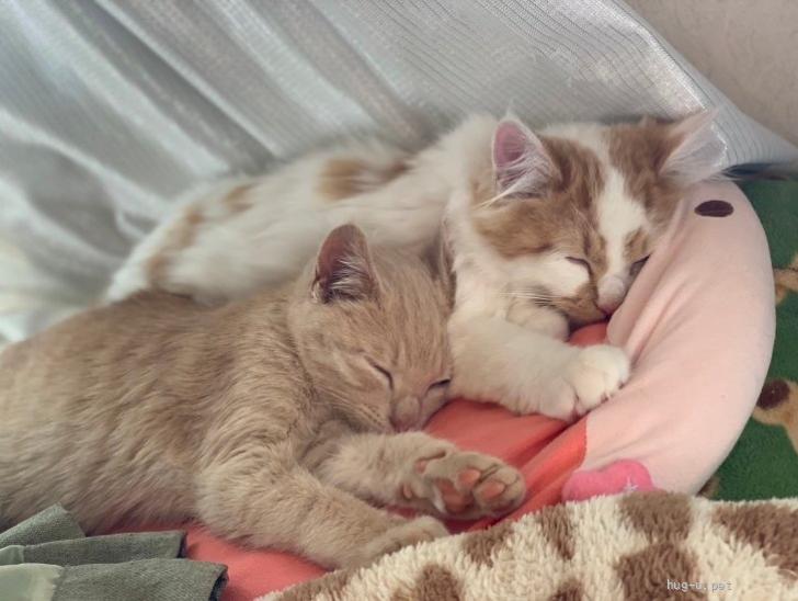猫の里親募集】岐阜県・雑種・ふわふわ白茶長毛♡きょんくん（ID:2403