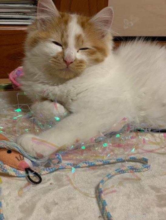 猫の里親募集】岐阜県・雑種・ふわふわ白茶長毛♡きょんくん（ID:2403